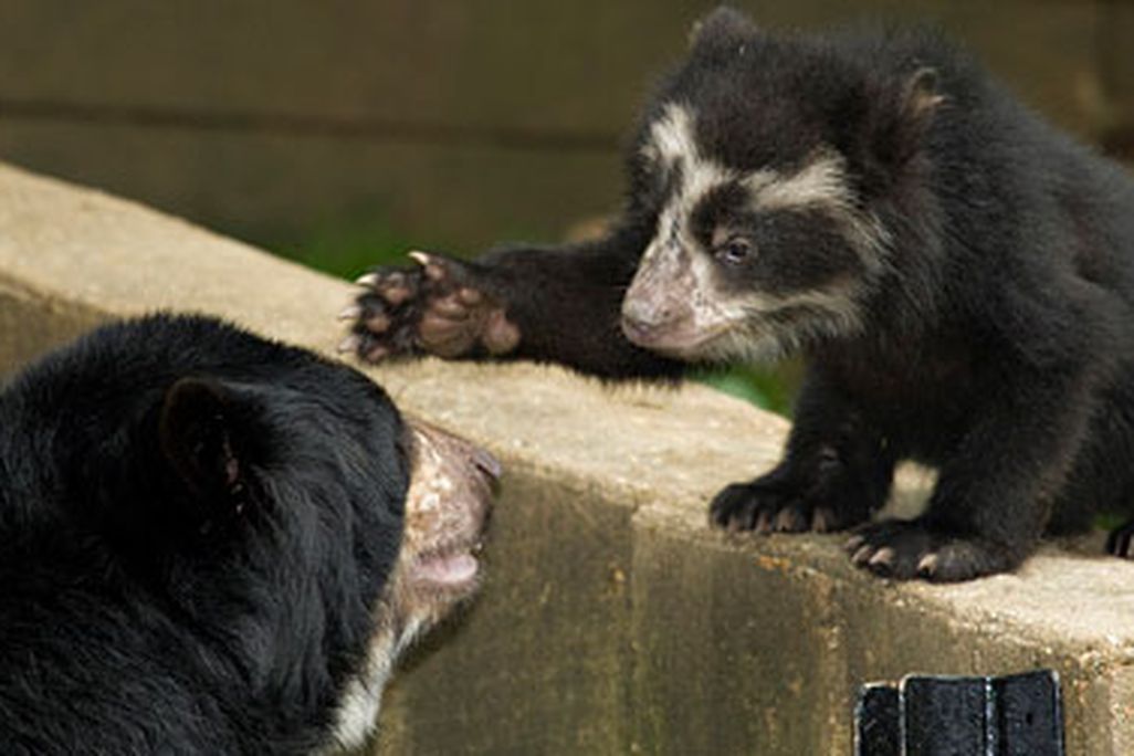 Adorable andean bear cubs