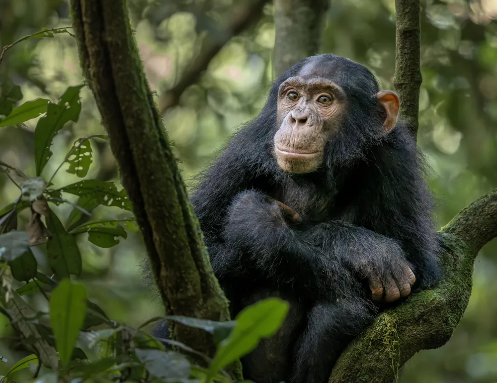 We spent the morning tracking the chimp families in the Kibale forest. We arrived before dawn trekking in to an area where they bedded down the night before.  They were having breakfast up the trees. so we waited patiently for them to start coming down to the forest floor.  Watching the chimpanzees in their natural habitat, as they swing from the branches in the canopy high above the forest floor, was a thrilling experience. This young Chimpanzee came down from the group and settled into a crook in a tree.  We slowly worked our way into a position that we were able to photograph this youngster, making sure we did not disturb it.  This family wanders through the Kibale forest, always in search of good places to eat and rest.  The youngster was very curious and watched us from its perch.  We spent a bit of time with it before it decided to swing from that location, higher up in the canopy.