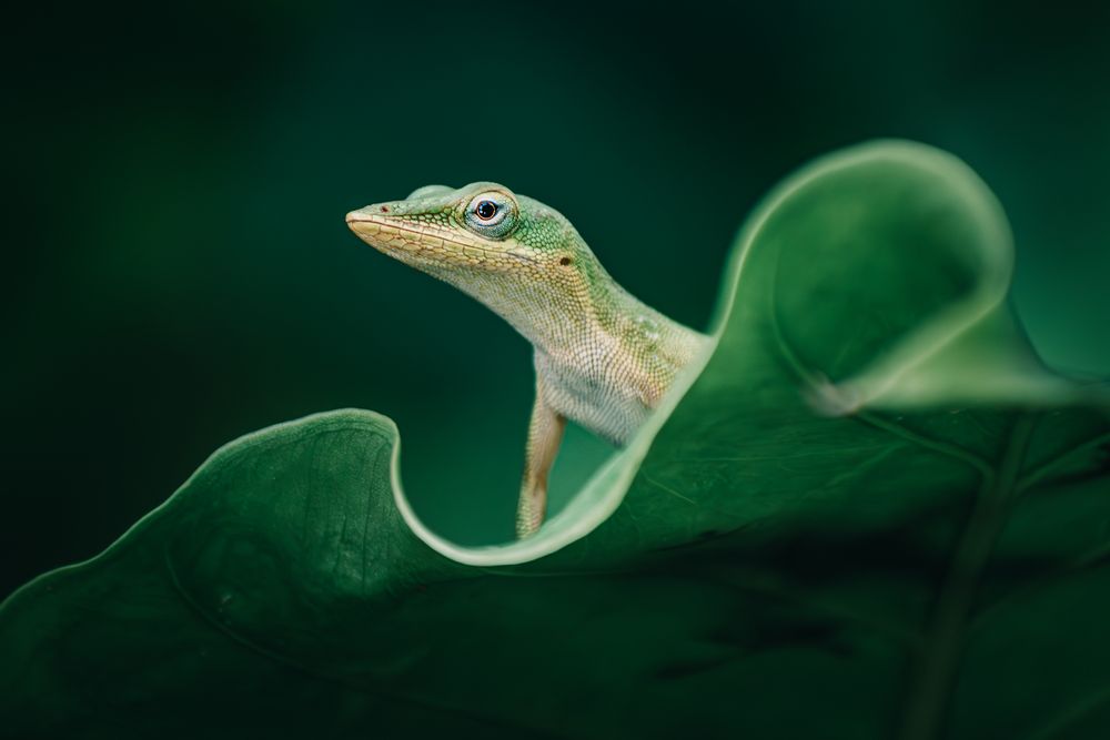 The image shows a charming Green Anole on a leaf in Miami's backyard.