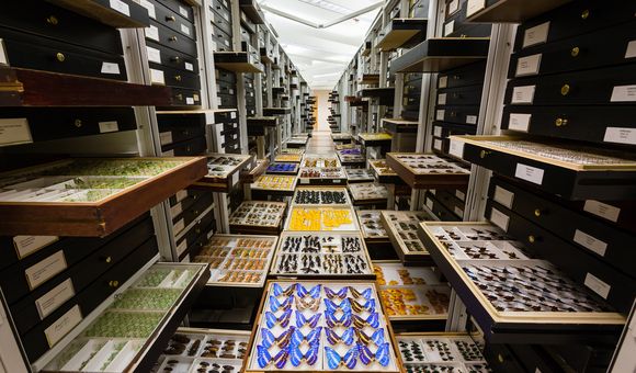 The National Museum of Natural History’s 146 million objects and specimens are studied by researchers worldwide who are looking to understand all aspects of the natural world. (Chip Clark, Smithsonian)