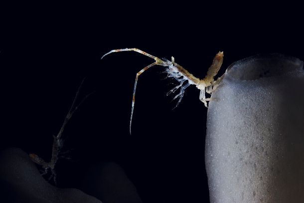An isopod perches on the side of its glass sponge home to filter particles from the water.