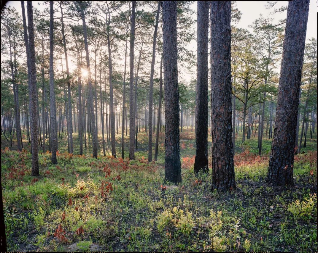 Pine Forest