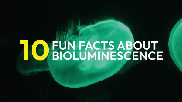 Preview thumbnail for 10 Fun Facts About Bioluminescence