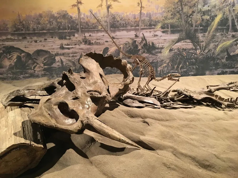 Centrosaur skeleton