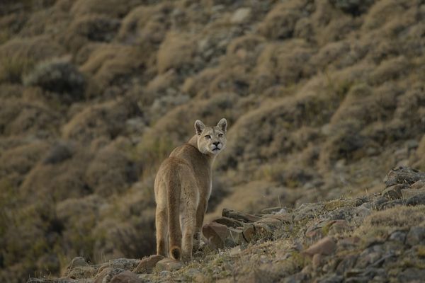 Puma on the lookout thumbnail