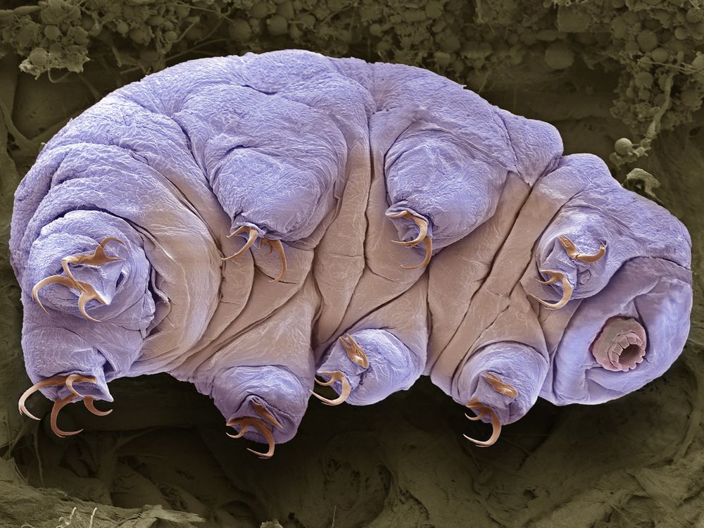 a purple looking tardigrade from below