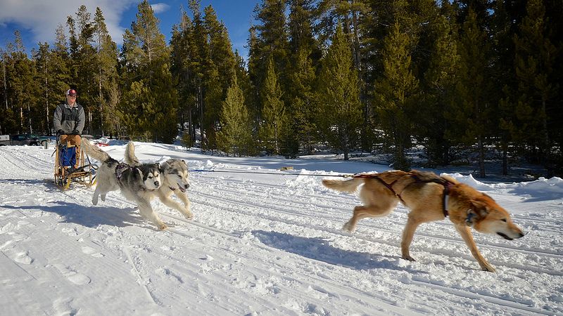 sled dogs