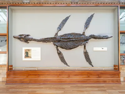A large display case holds the fossil of a plesiosaur at the Natural History Museum in London.