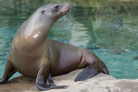A sea lion at the Smithsonian's National Zoo and Conservation Biology Institute.