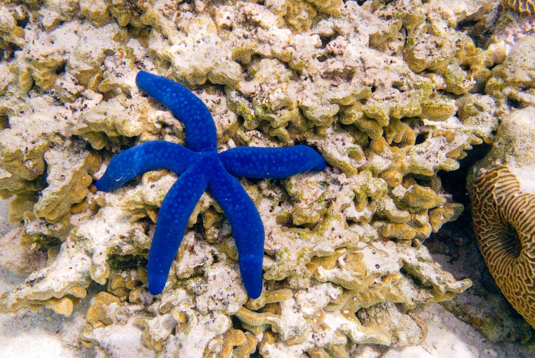 A colorful starfish found at the Great Barrier Reef