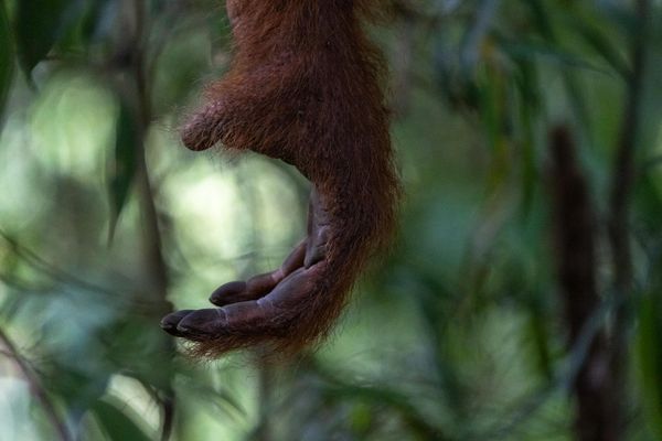 The Orangutan’s Hand thumbnail