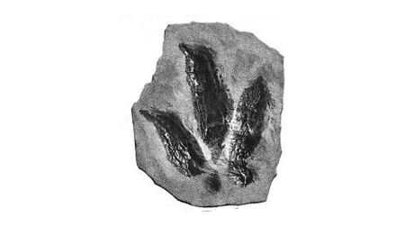 One of the many dinosaur tracks figured in Edward Hitchcock's Ichnology of New England.