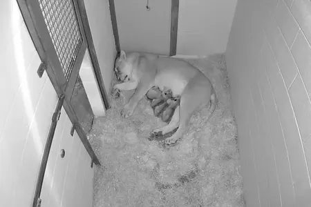 Shera nurses her four lion cubs at the Zoo. 