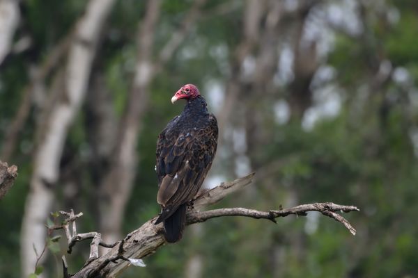 Turkey Vulture thumbnail