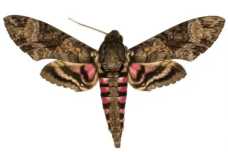 The National Museum of Natural History’s Lepidoptera collection holds up to half of the world's species of hawk moths, important pollinators for many wild ecosystems. There are over 1450 species of hawk moths in total on Earth. (Smithsonian)