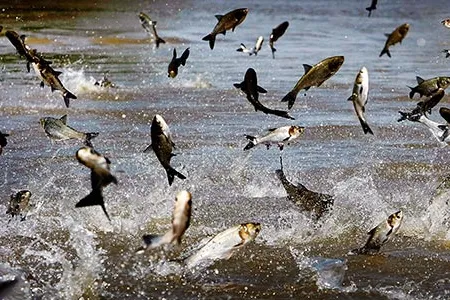 Asian carp, imported from China in 1973 to clean algae from Southern ponds, broke from their confines and infested the Mississippi River waterways.