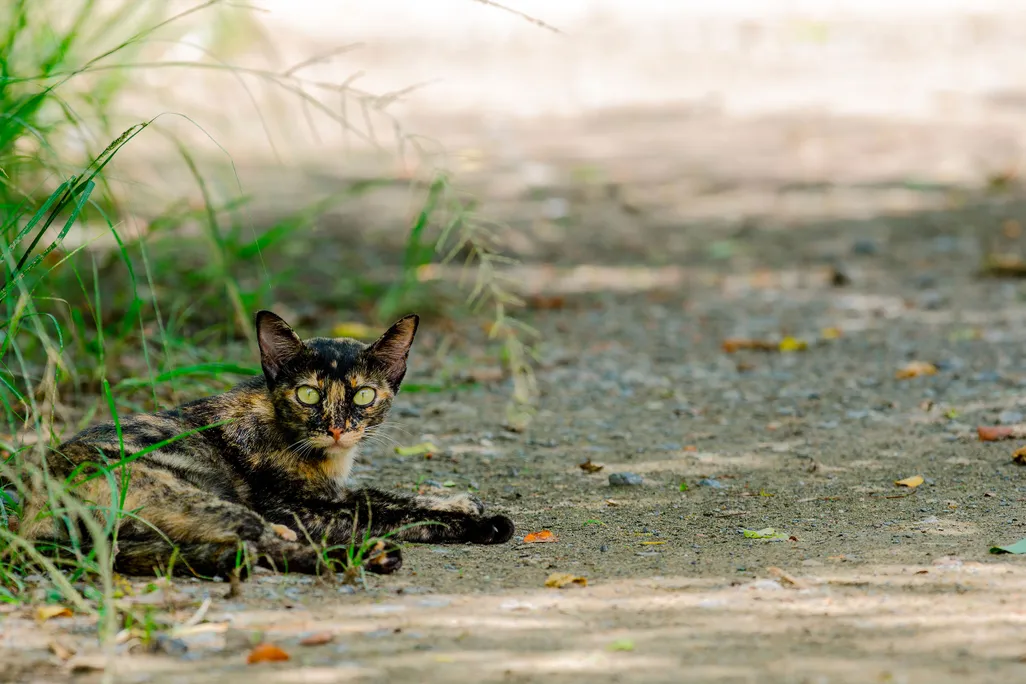 Cat on Fire Island