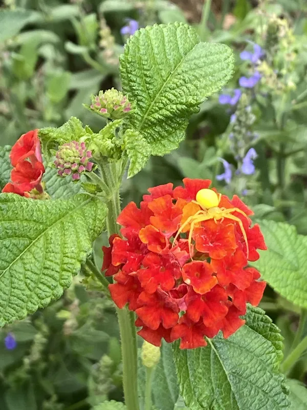 Spidey Among the Flowers thumbnail