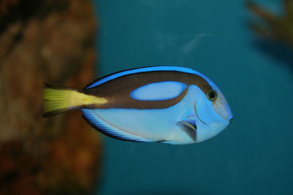 Blue Tang