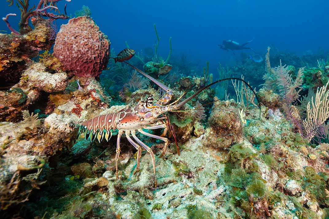 Spiny lobster