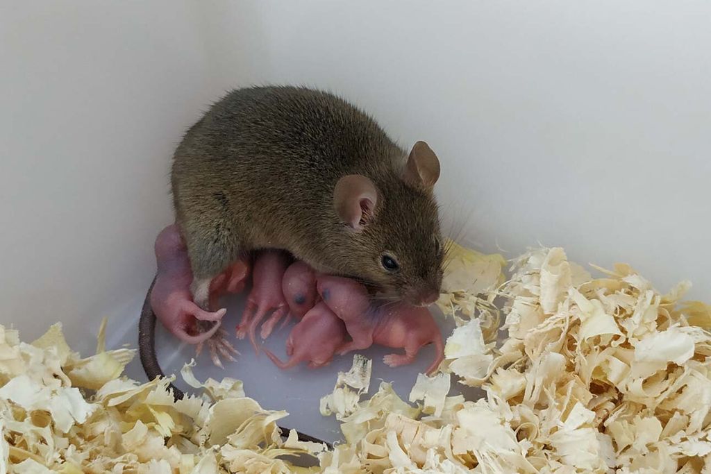A mouse and its babies