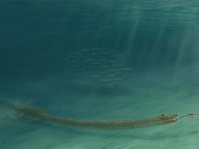 An artist's illustration of the Triassic reptile Tanystropheus hydroides hunting with its long neck.