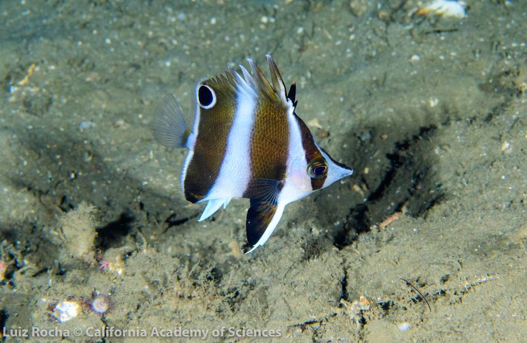 Illuminating the Ocean’s Teeming Twilight Zone, Before It Disappears 