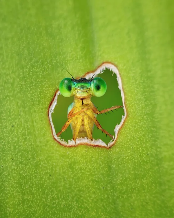 The Curious Look thumbnail