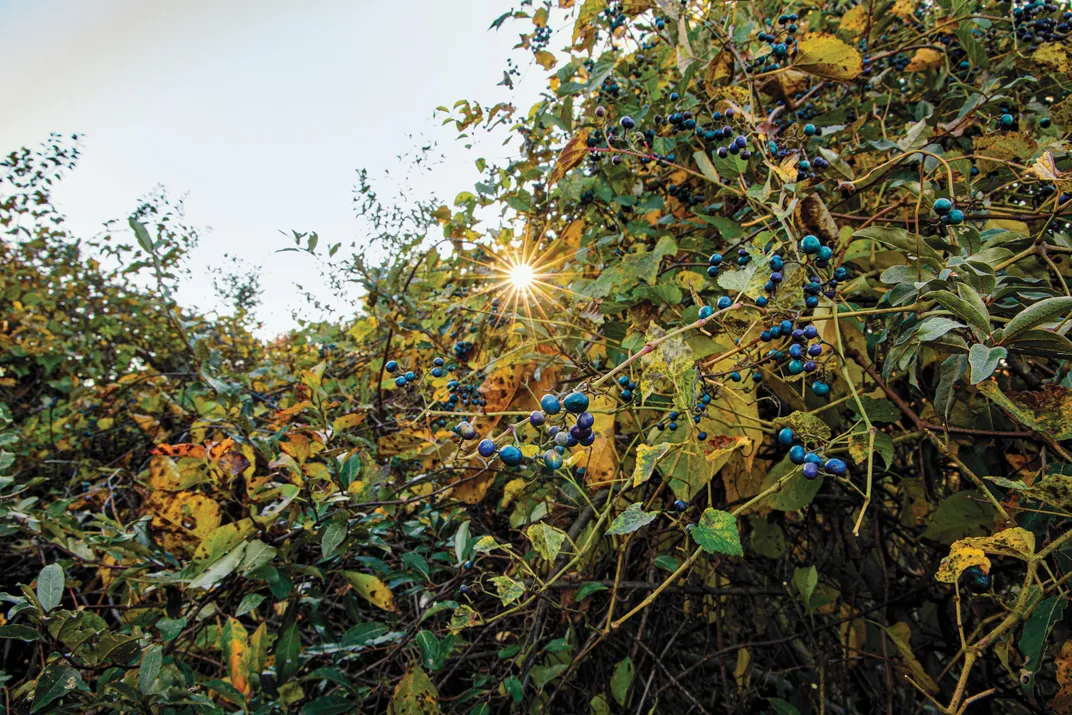 Close view of porcelain-berry vines