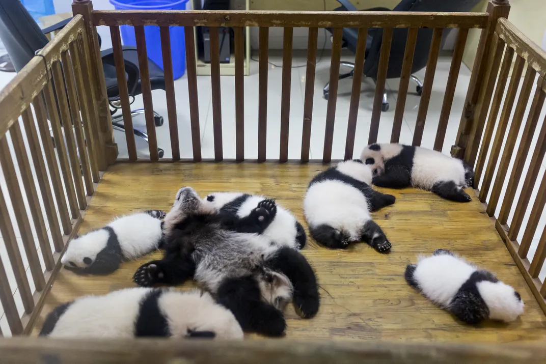Baby pandas in a crib
