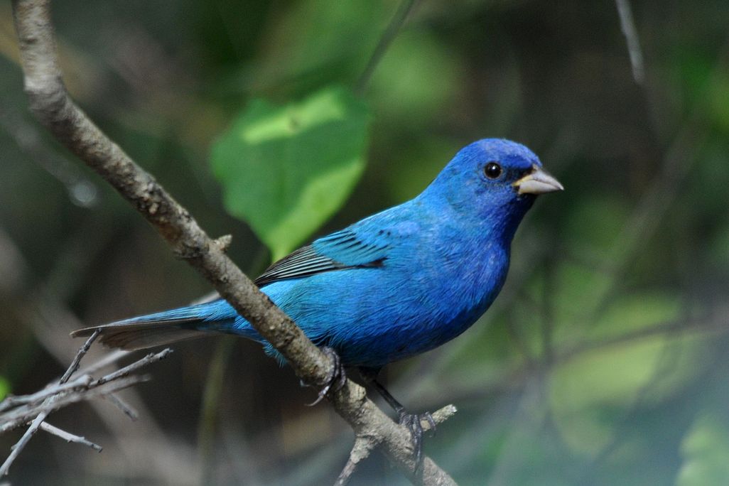 An image of a male Indigo Bunting sitting on a tree branch. The bird has vibrant blue plummage.