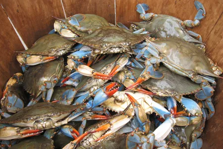 Over a dozen blue crabs with red pincers piled in a wooden basket