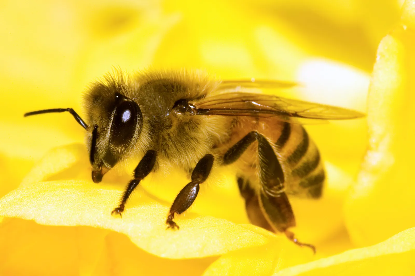 lave et eksperiment Pil Døds kæbe Commercial Hives Might Be Saving Crops, But They're Killing Wild Bees |  Smart News | Smithsonian Magazine