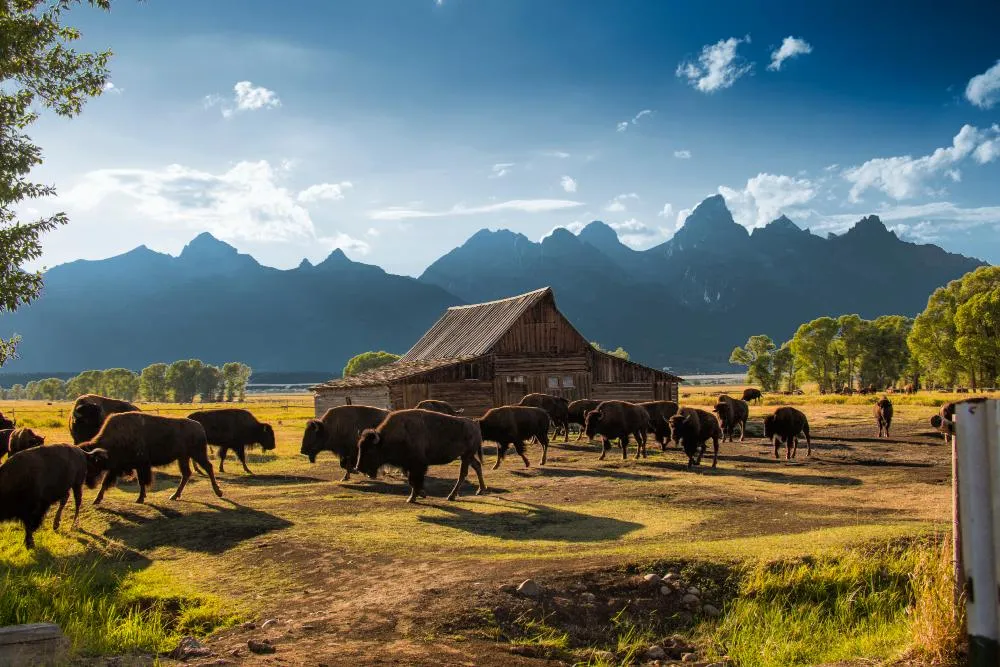 Herd of bison with Grand Tetons in the background. Credit: Marco Crupi
