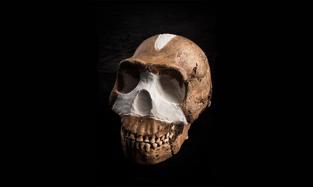 What Makes a Fossil a Member of the Human Family Tree?