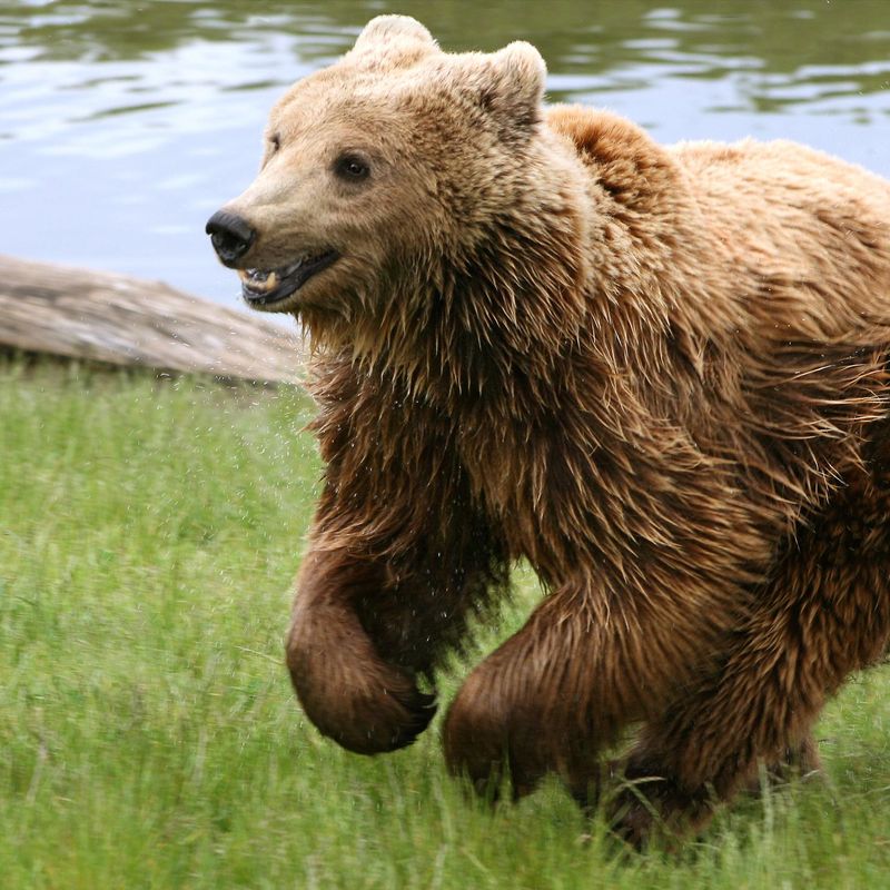 Alaska Pooping Brown Bear With Fish Key Chain