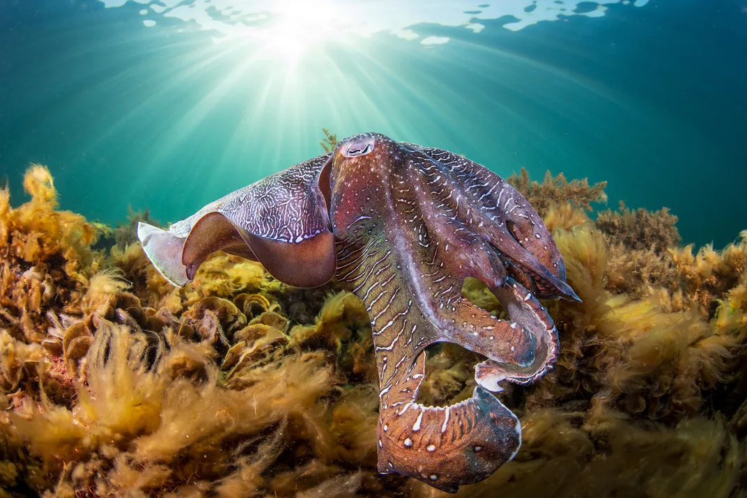 a cuttlefish looms large over the ocean floor with light shining in from above