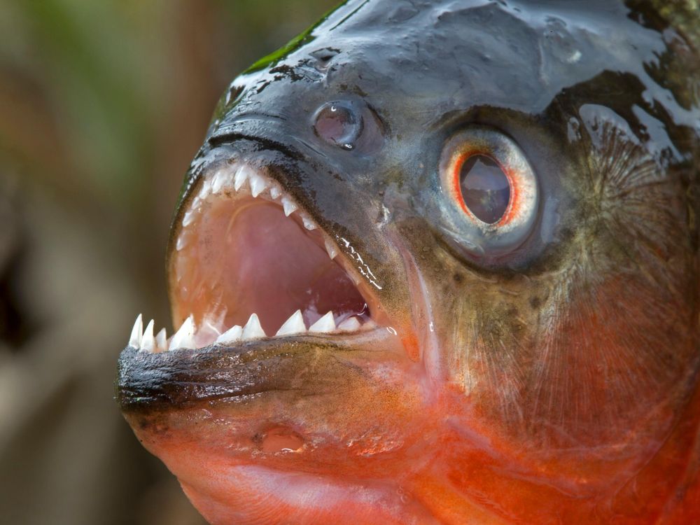 Piranha