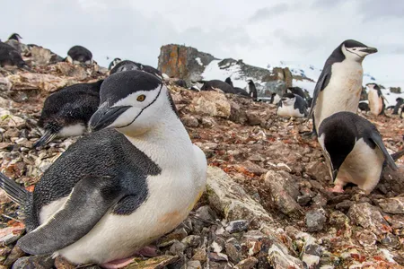 Chinstrap penguins incubate eggs.