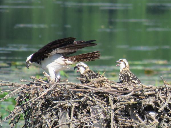 Osprey family thumbnail