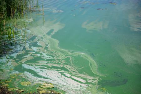 Cyanobacteria, or blue-green algae, on the surface of a lake. Bacteria were the first organisms to photosynthesize, creating the oxygen essential for the evolution of life on Earth.
