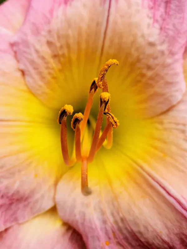 Close up of pollen on stamen in a Daylily flower thumbnail