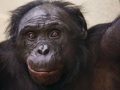 Bonobo opener_SM 