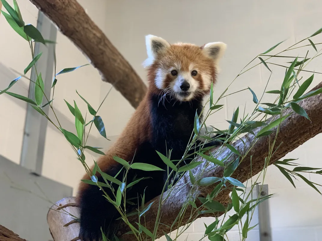 a red panda on a branch with leaves