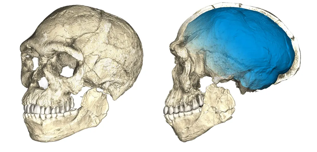 Digital model of an early human skull.