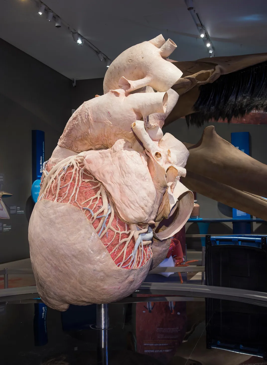 blue whale heart actual