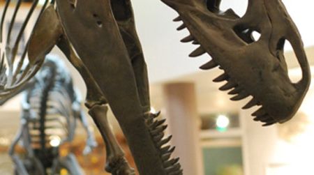 Allosaurus, on display at the CEU Museum in Price, Utah