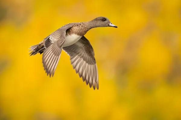 Golden Wigeon thumbnail