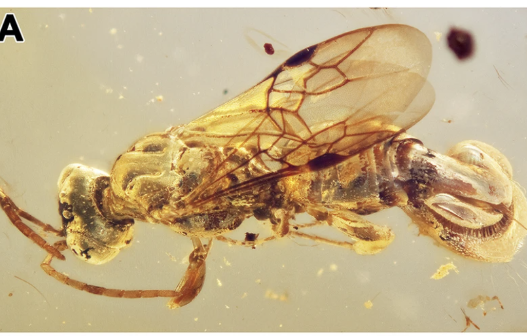 A large wasp encased in amber