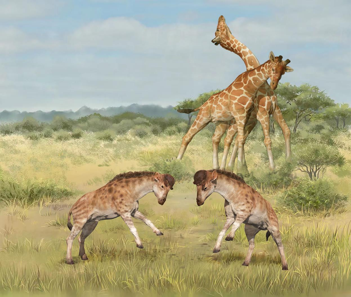 Illustration of giraffoids